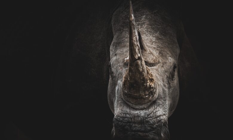 Great One Horned Rhino Best Guide